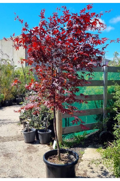 Acer palmatum ’Red Emperor’ полив
